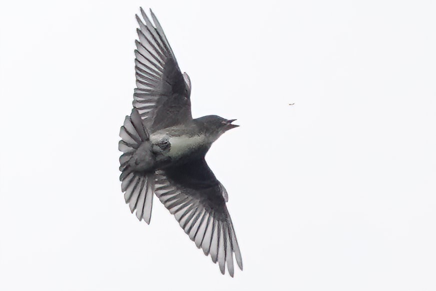 Olive-sided Flycatcher - ML609173342