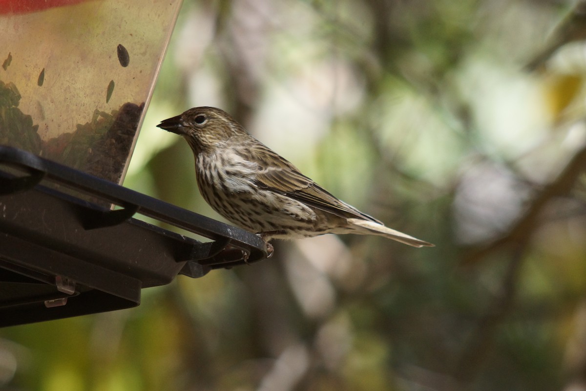 Cassin's Finch - ML609173370