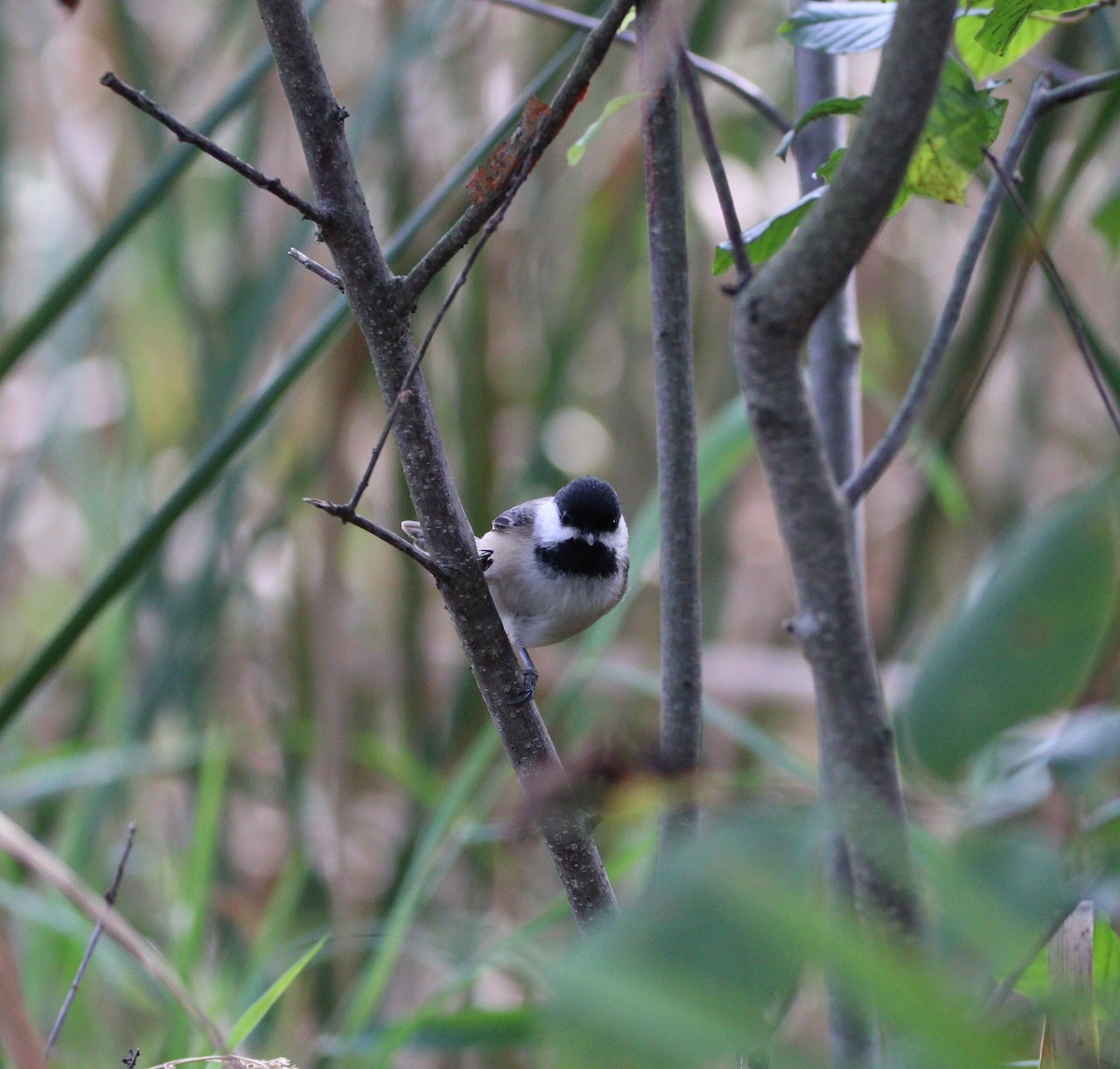 Mésange à tête noire - ML609173495