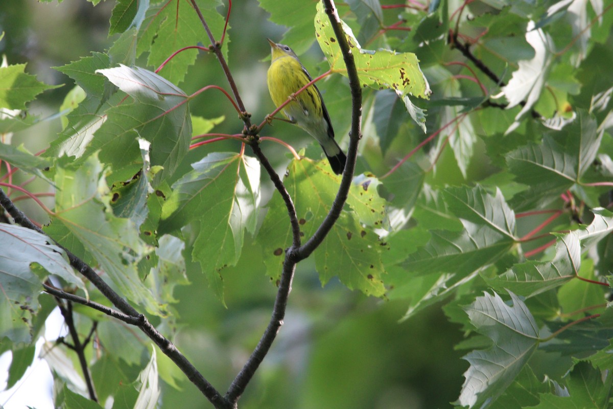 Magnolia Warbler - ML609173504