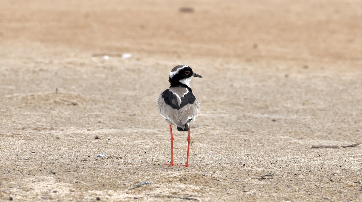 Pied Plover - ML609173517