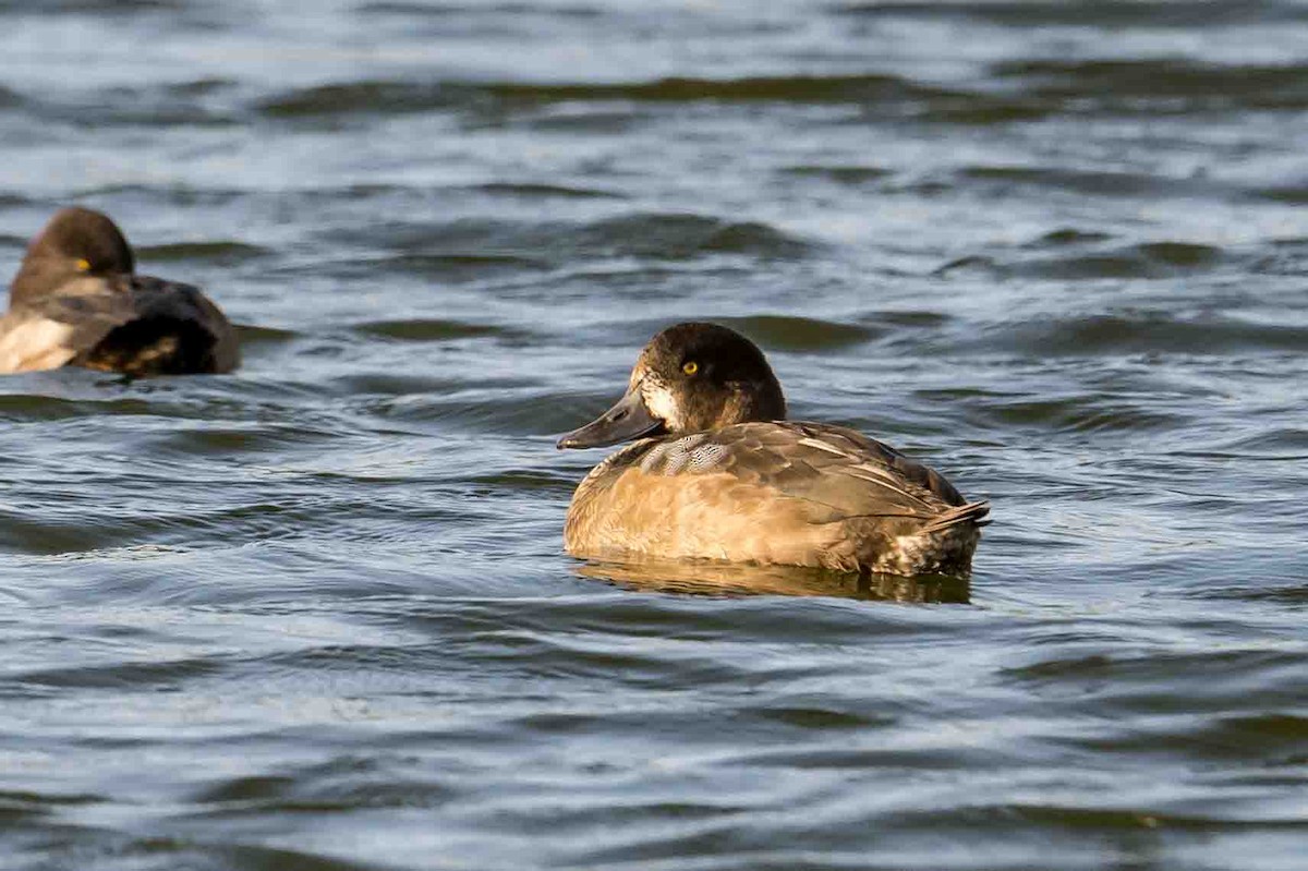 Greater Scaup - Frank King