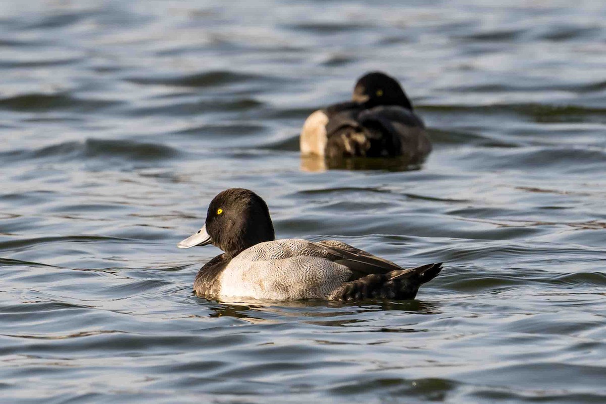 Greater Scaup - Frank King