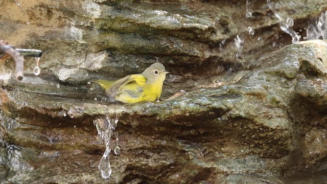 Nashville Warbler - ML609173568