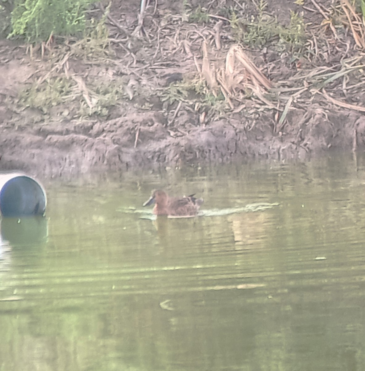 Cinnamon Teal - ML609173608