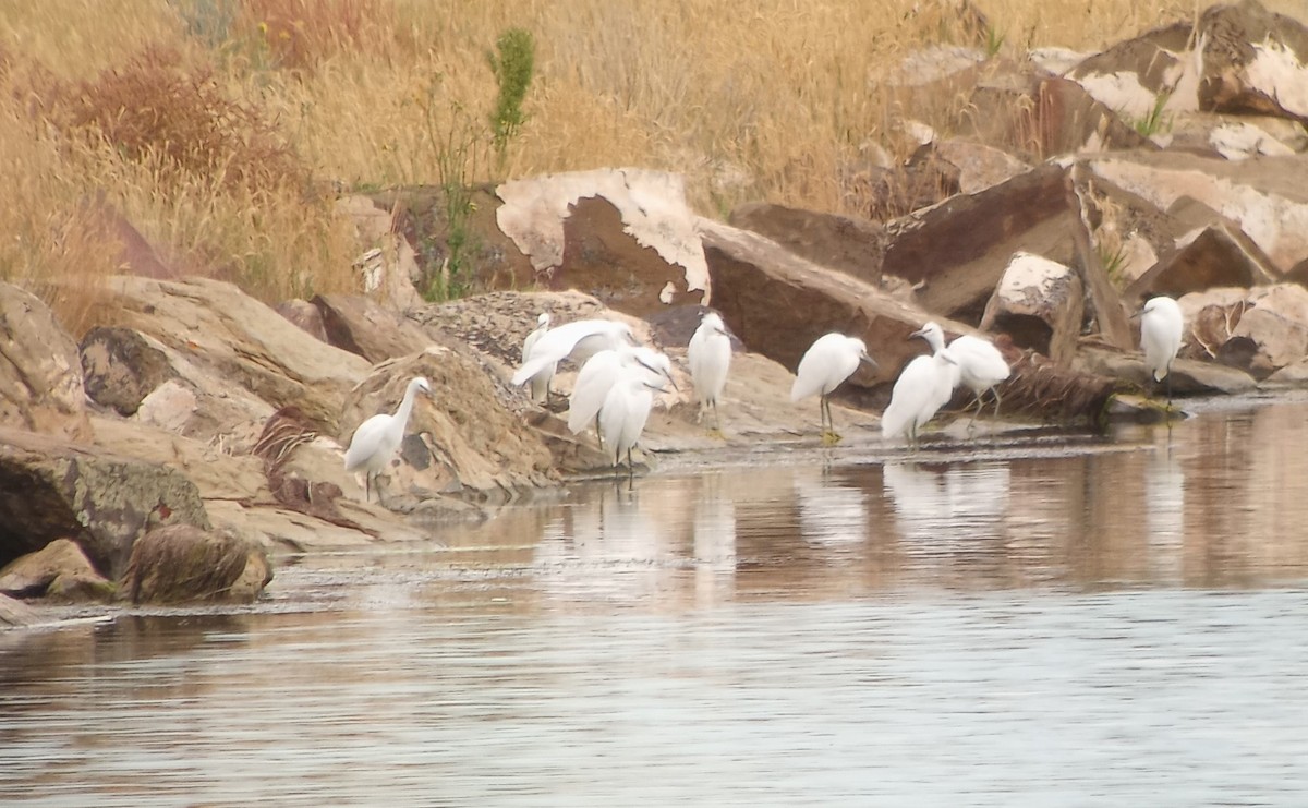 Snowy Egret - ML609173661
