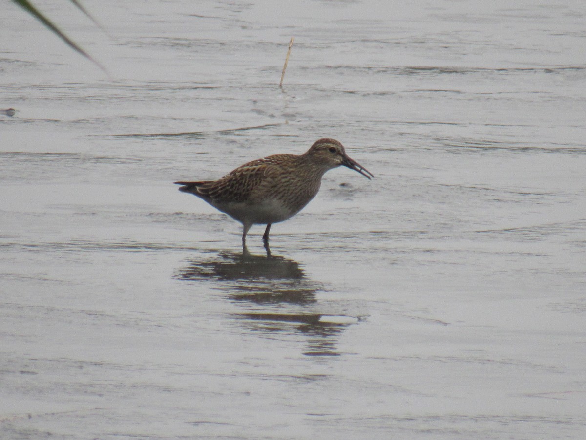 Pectoral Sandpiper - ML609173673