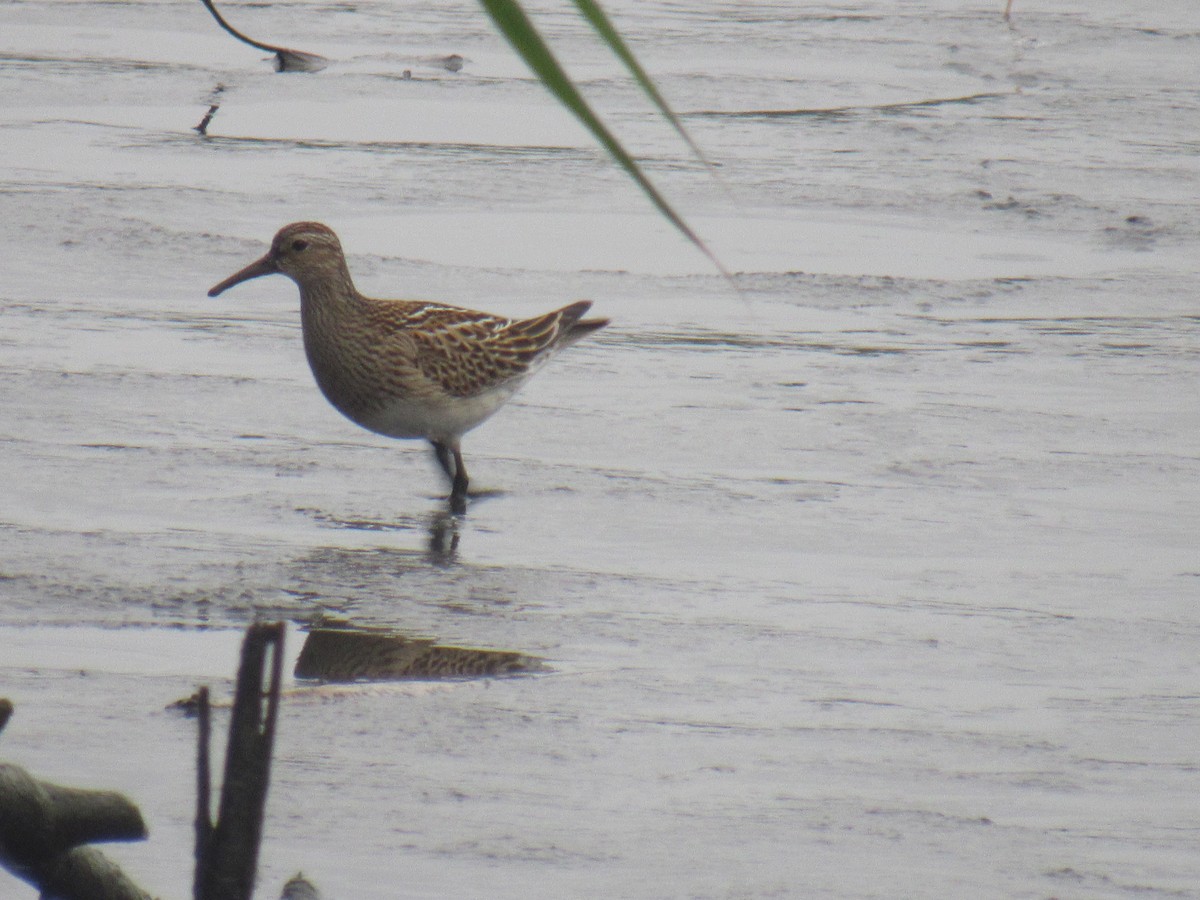 Pectoral Sandpiper - ML609173674