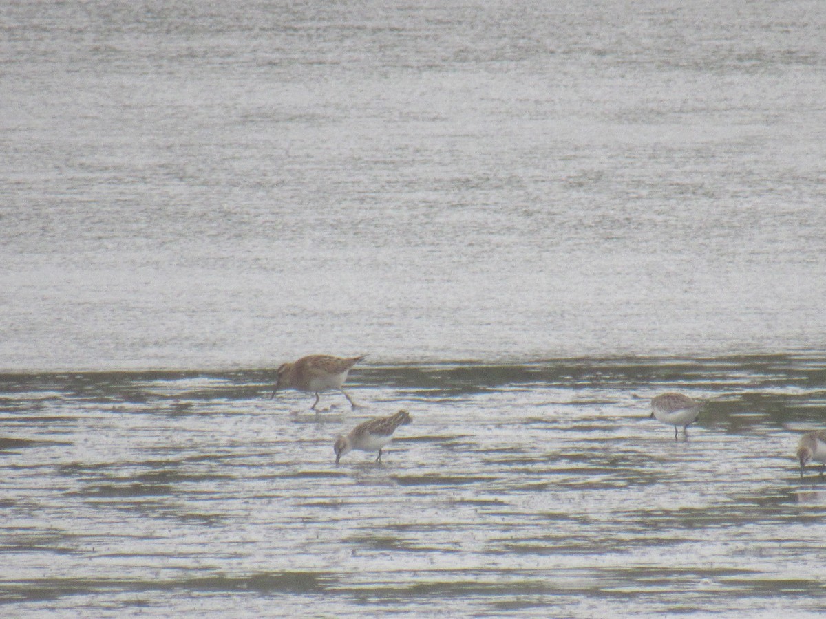 Pectoral Sandpiper - ML609173675