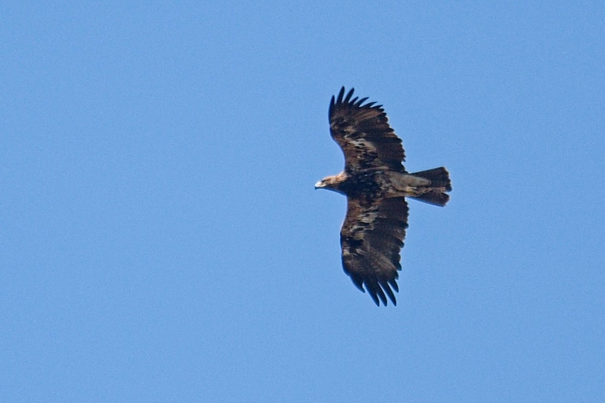 Imperial Eagle - František Straka