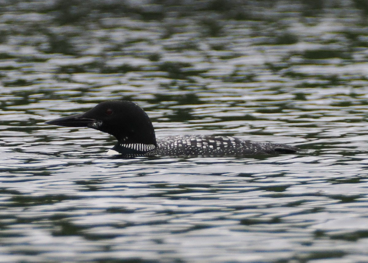 Common Loon - ML609173792
