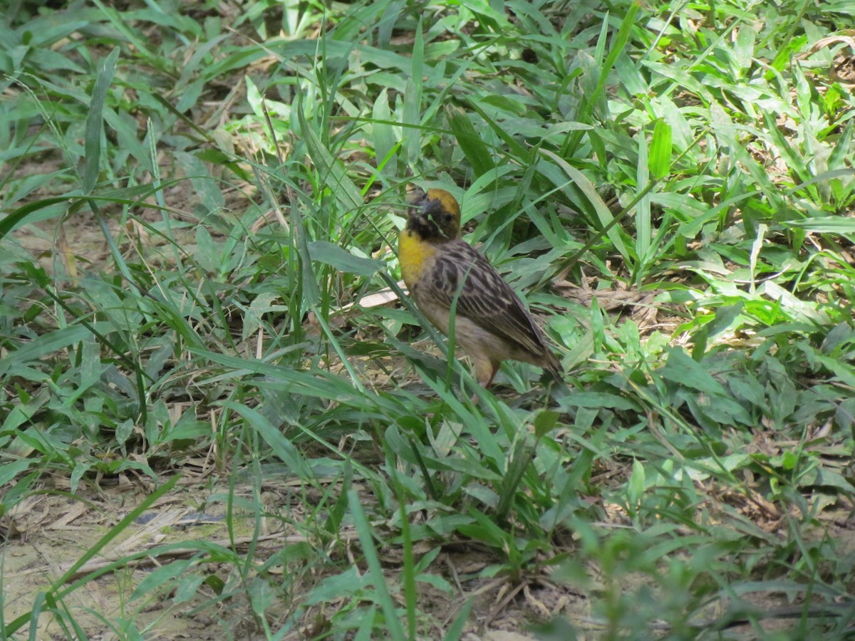 Bob-tailed Weaver - ML60917381