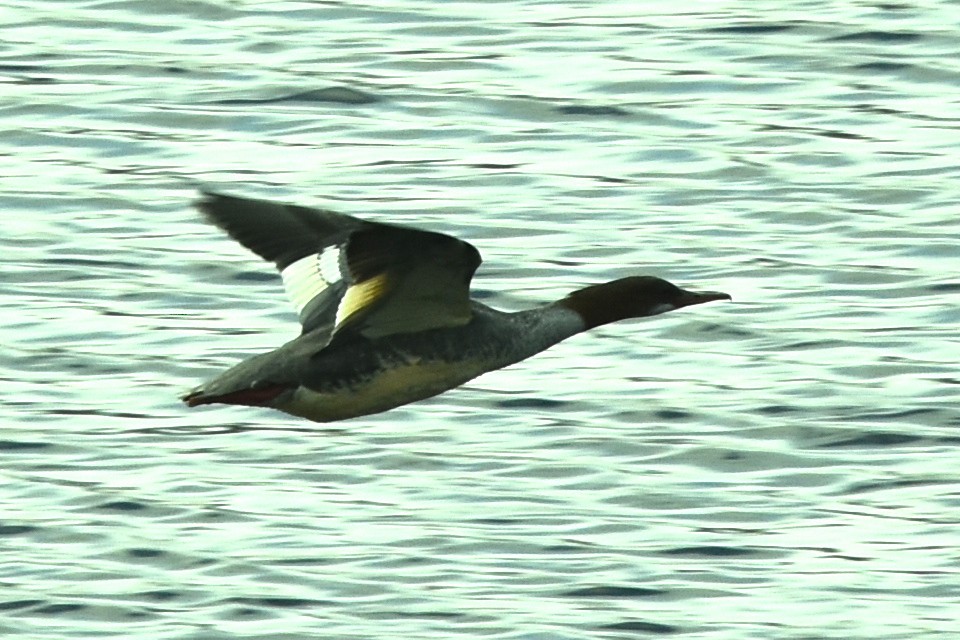 Common Merganser - ML609173819