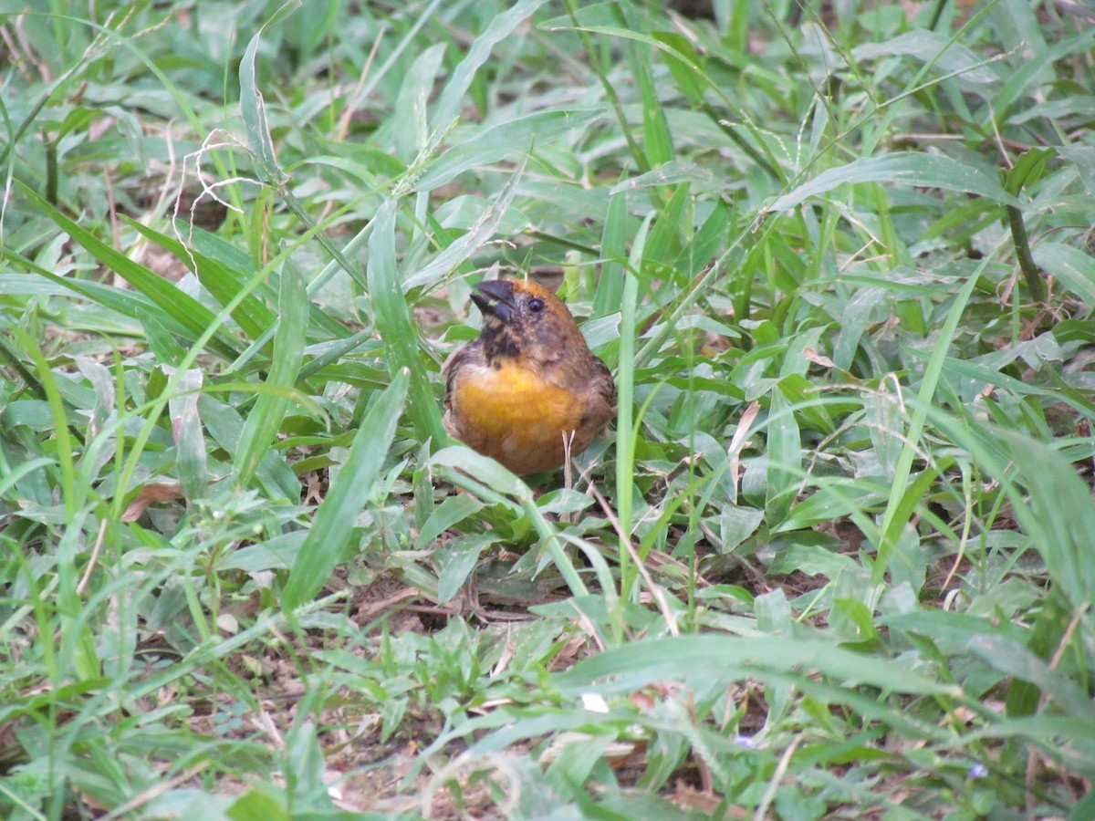 Bob-tailed Weaver - ML60917391