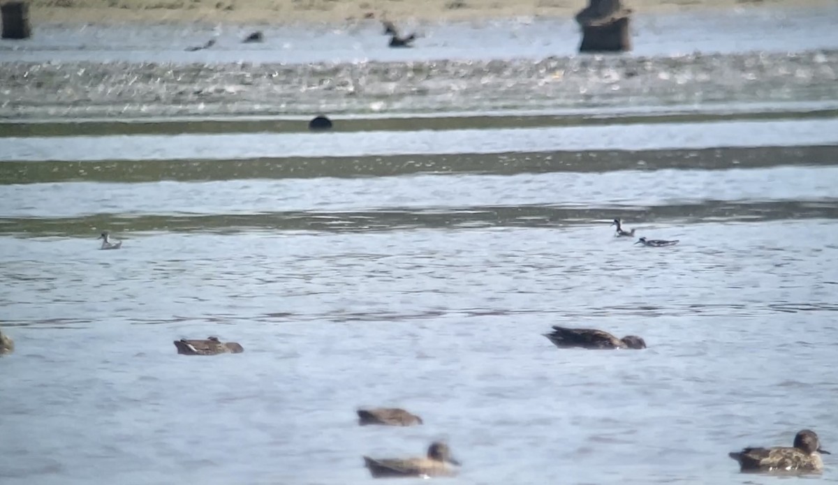 Red-necked Phalarope - ML609173934