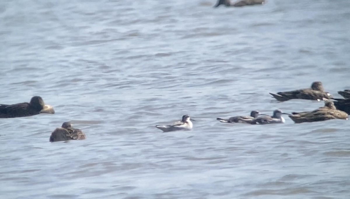 Red-necked Phalarope - Christian Walker