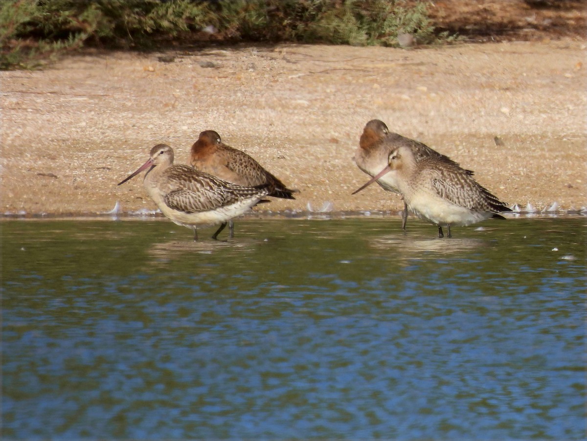 Bar-tailed Godwit - ML609174000