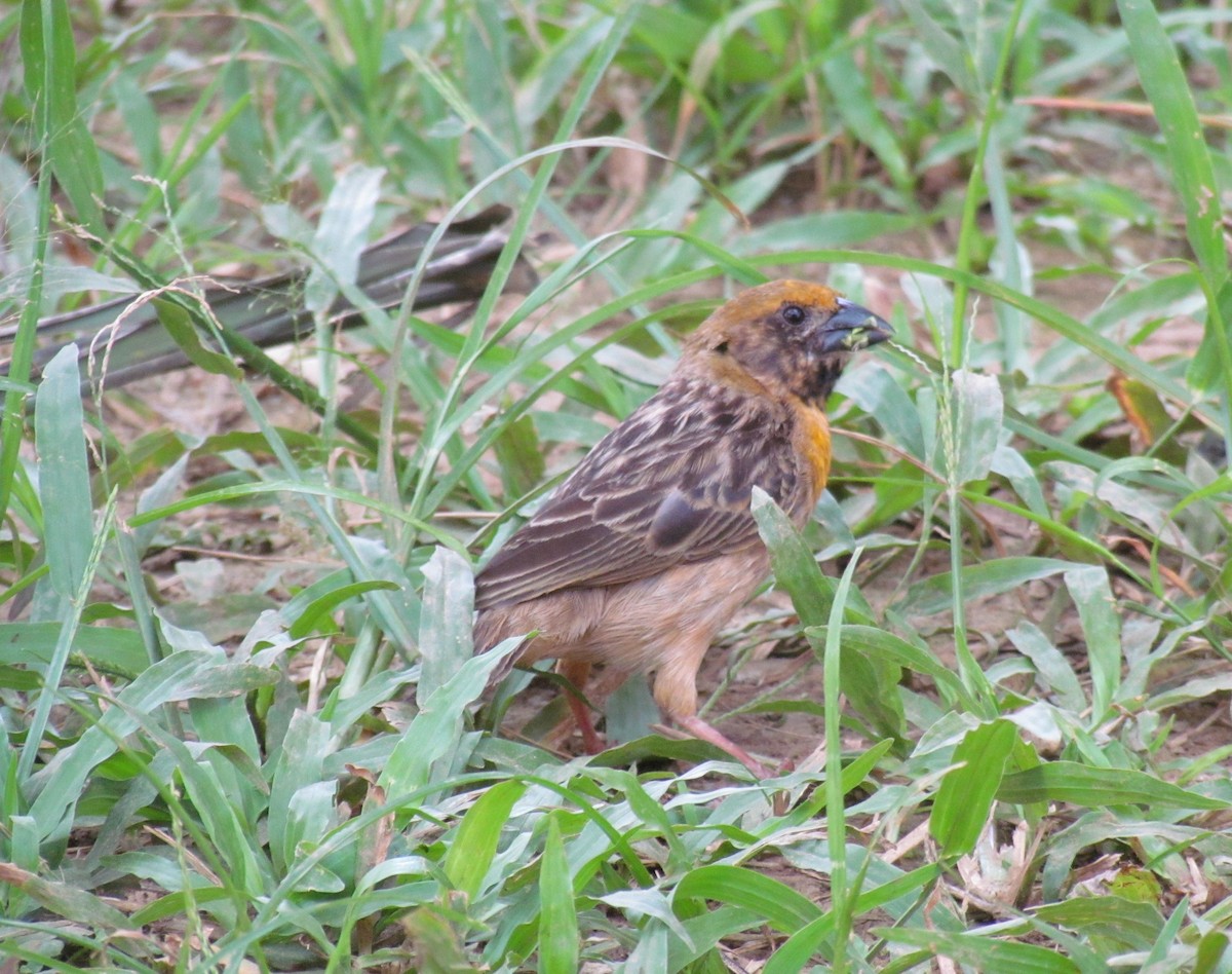 Bob-tailed Weaver - ML60917401