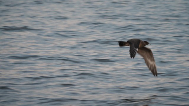 Long-tailed Jaeger - ML609174022