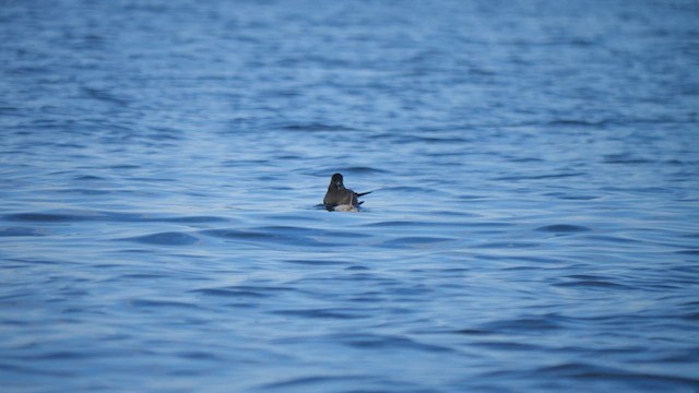 Long-tailed Jaeger - ML609174024