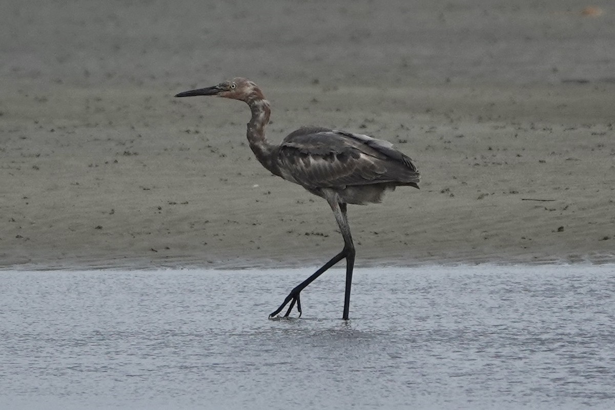 Reddish Egret - ML609174050