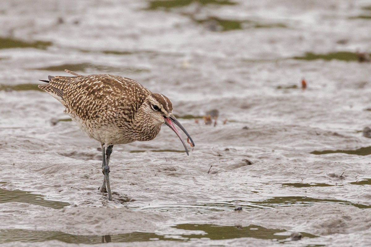 Whimbrel - Ken Janes