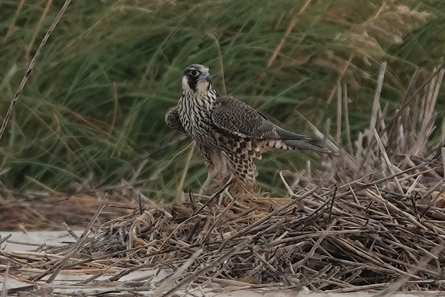 Peregrine Falcon - Richard Hall