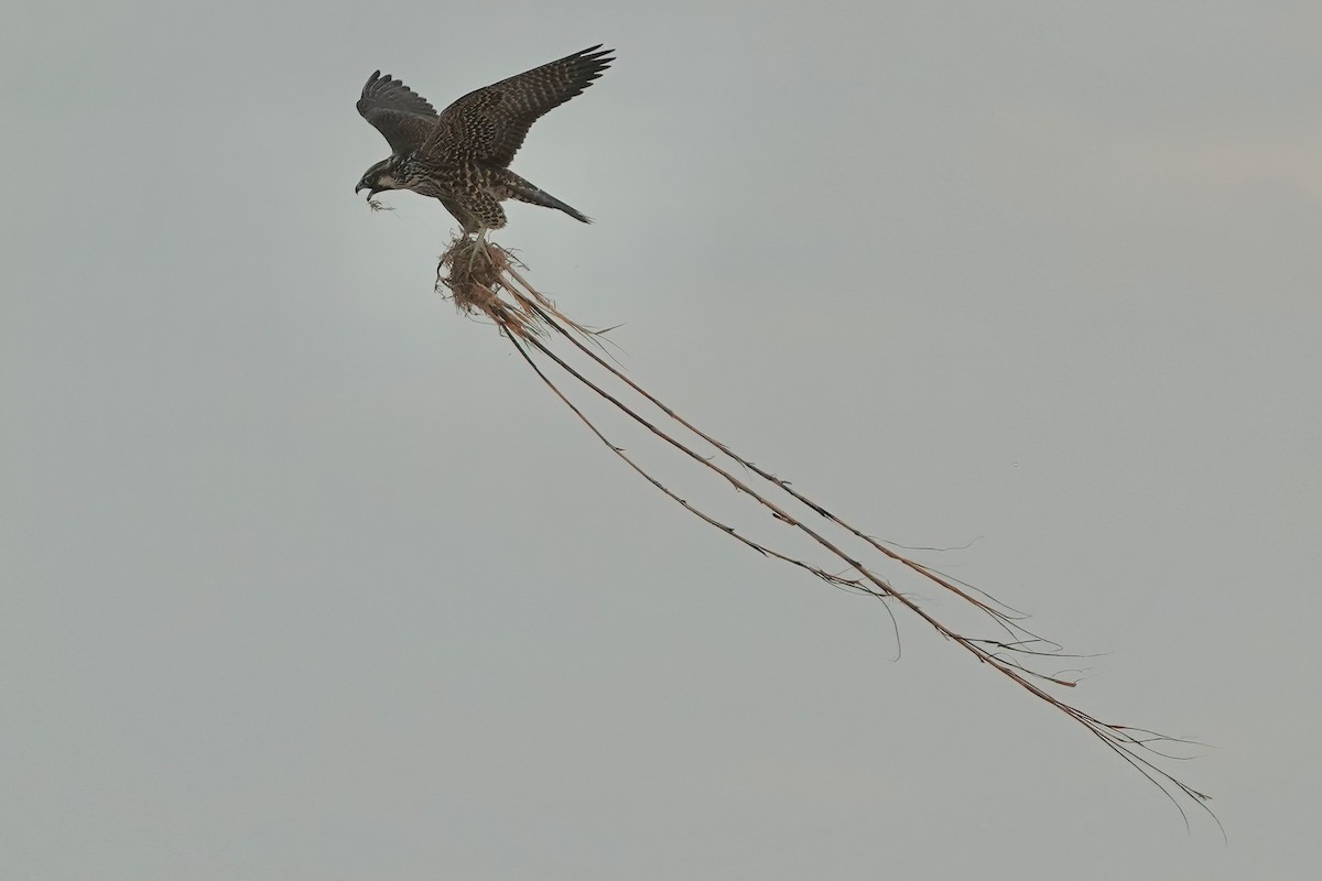 Peregrine Falcon - ML609174117