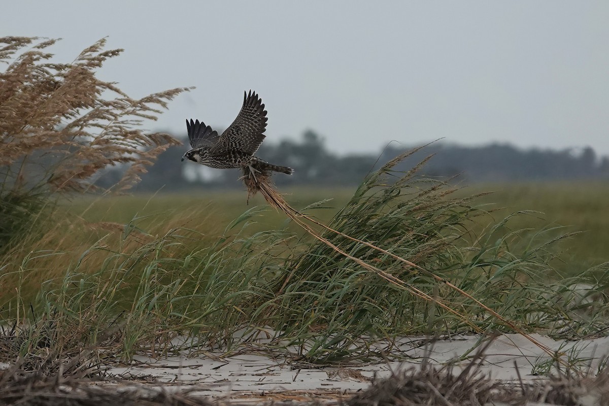 Peregrine Falcon - ML609174118