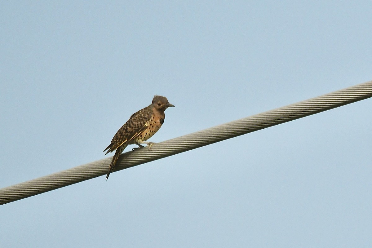 Northern Flicker - ML609174135