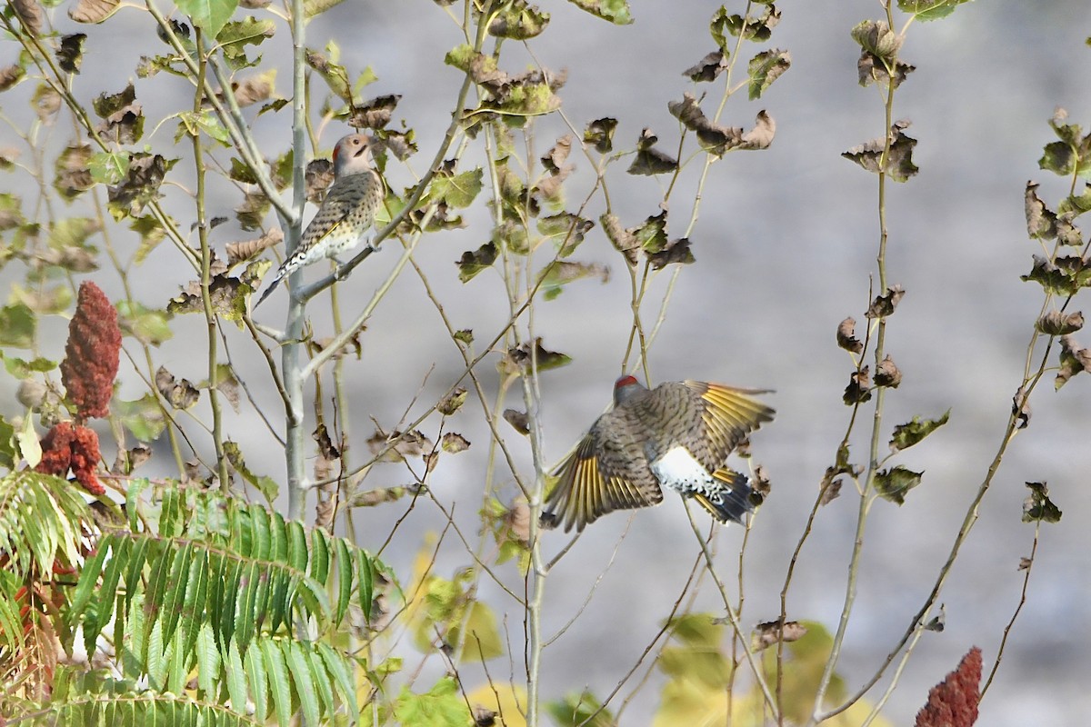 Northern Flicker - Robert Coron