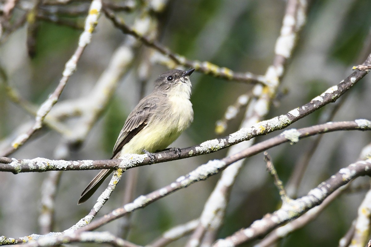 Eastern Phoebe - ML609174150