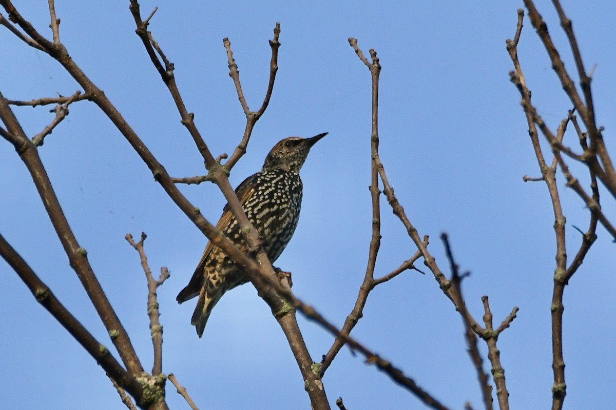 European Starling - ML609174165