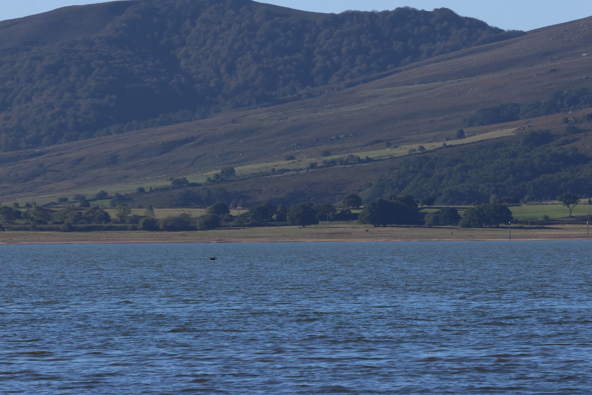 Ruddy Shelduck - ML609174171