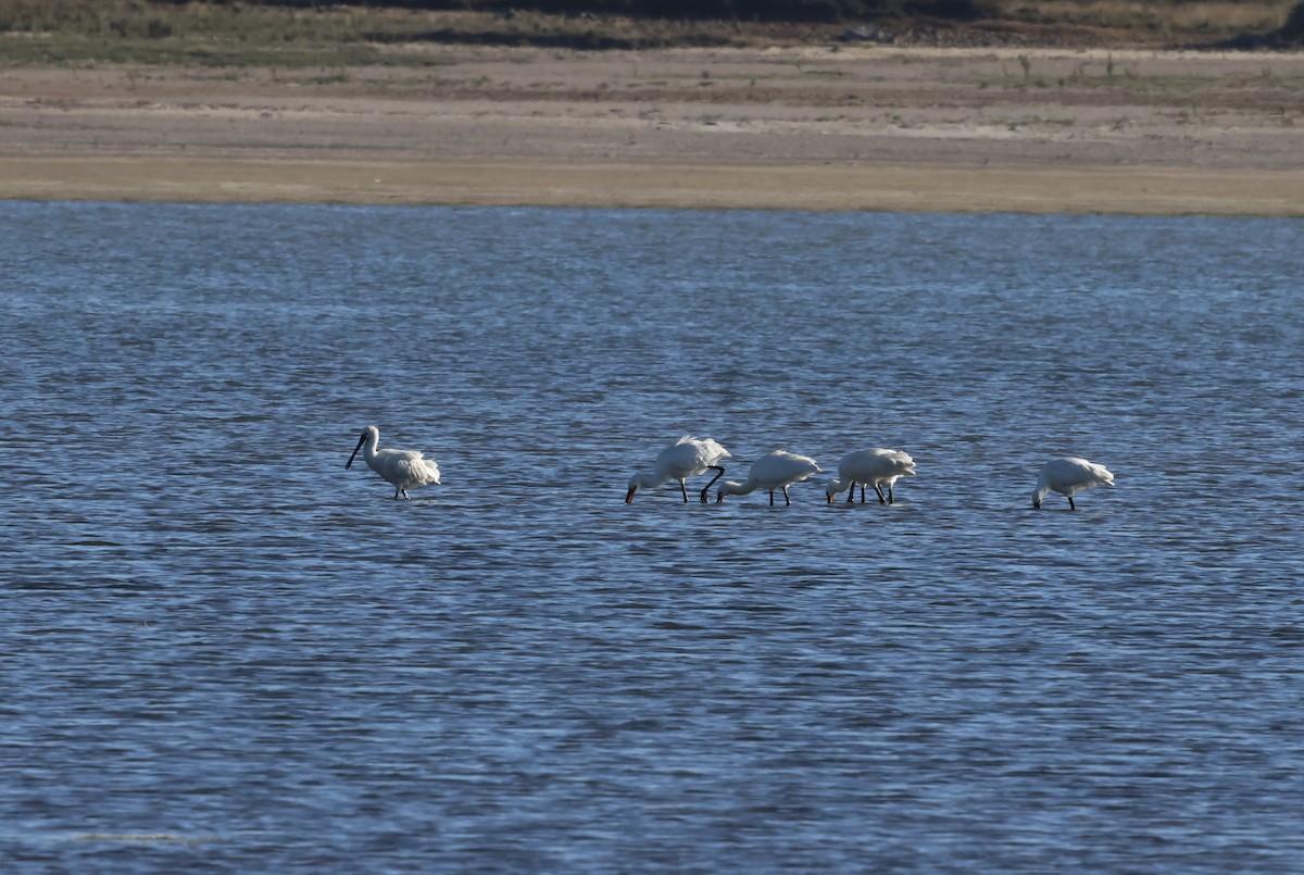 Eurasian Spoonbill - ML609174211