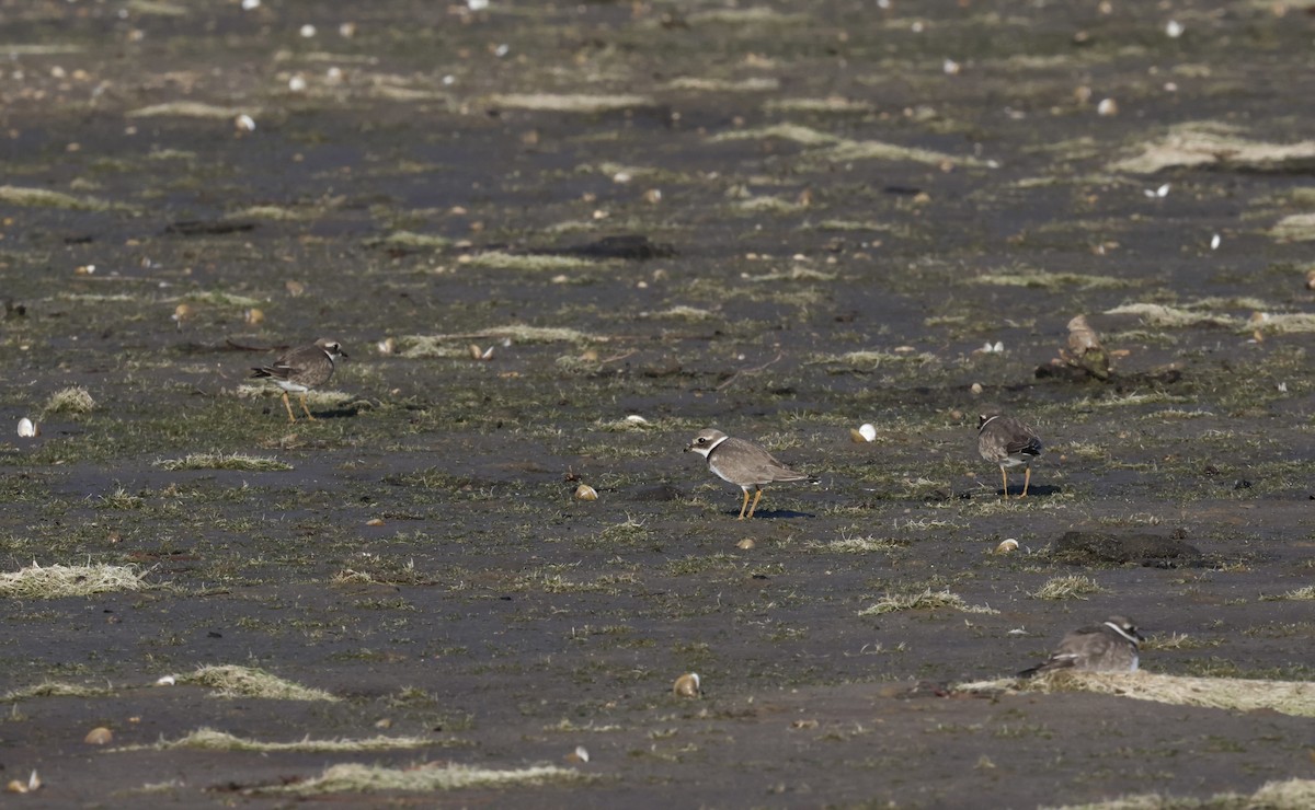 Common Ringed Plover - ML609174223