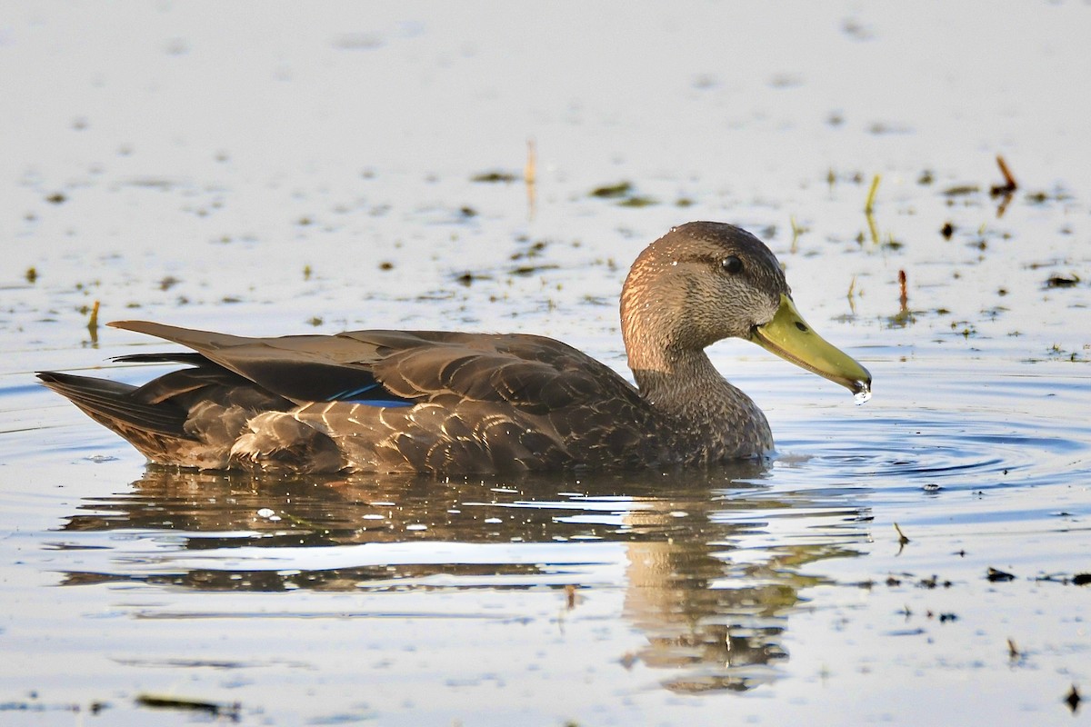 American Black Duck - ML609174261