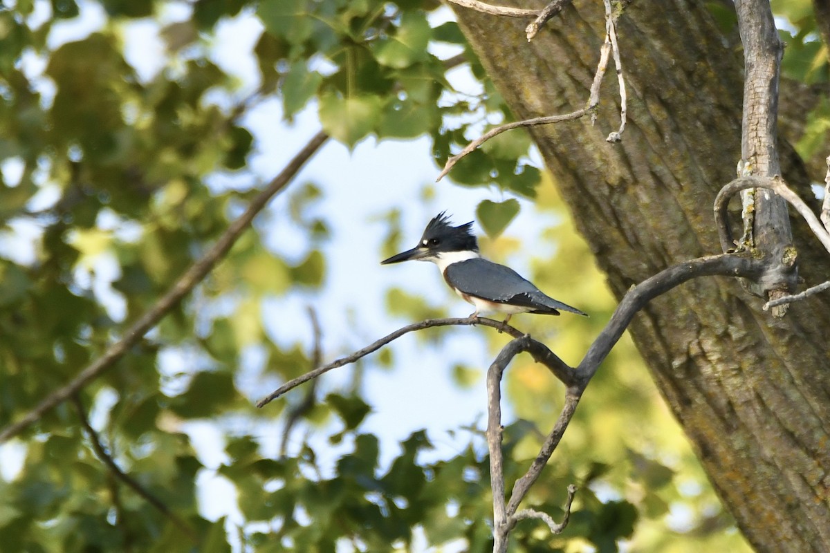 Belted Kingfisher - ML609174269