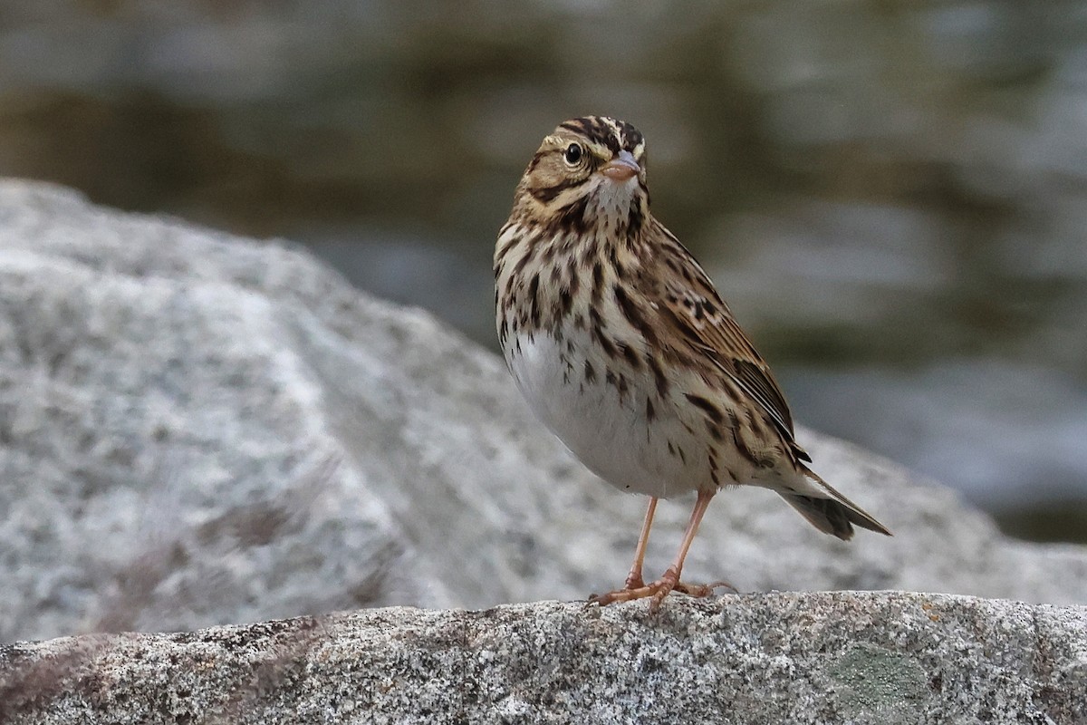 Savannah Sparrow - ML609174340