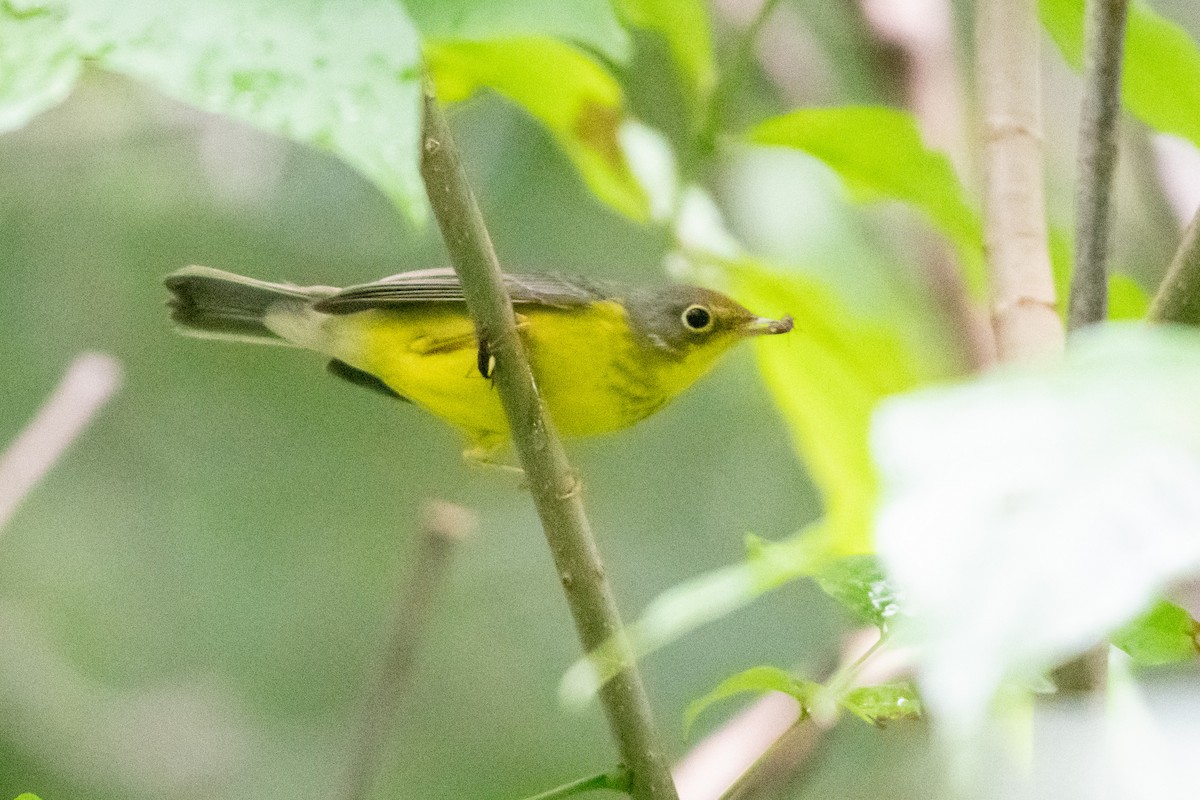 Canada Warbler - Patrick McKenzie