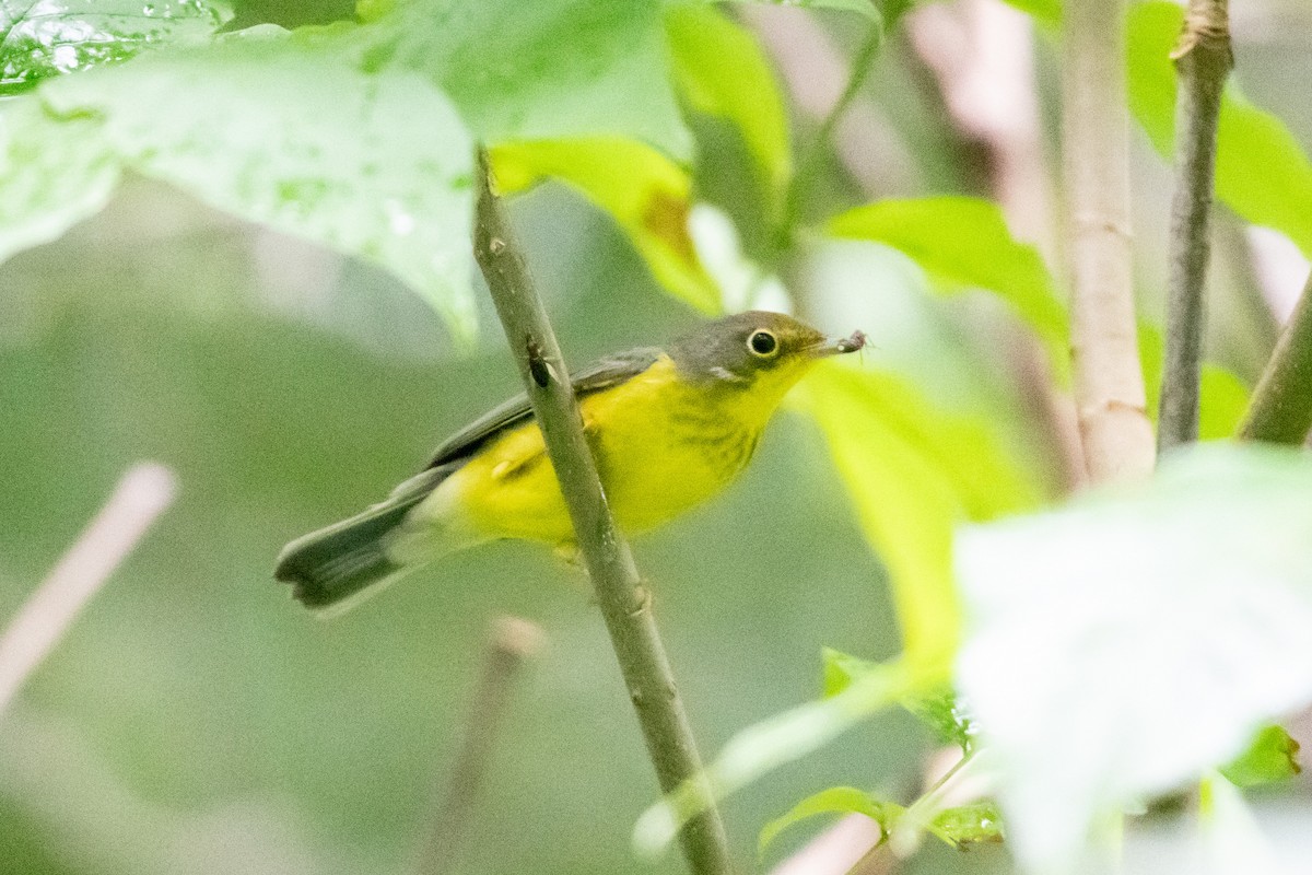 Canada Warbler - Patrick McKenzie