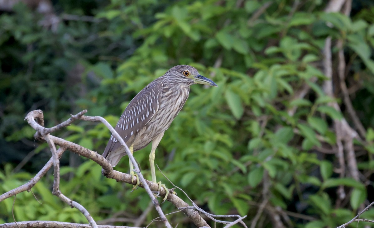 Black-crowned Night Heron - ML609174424