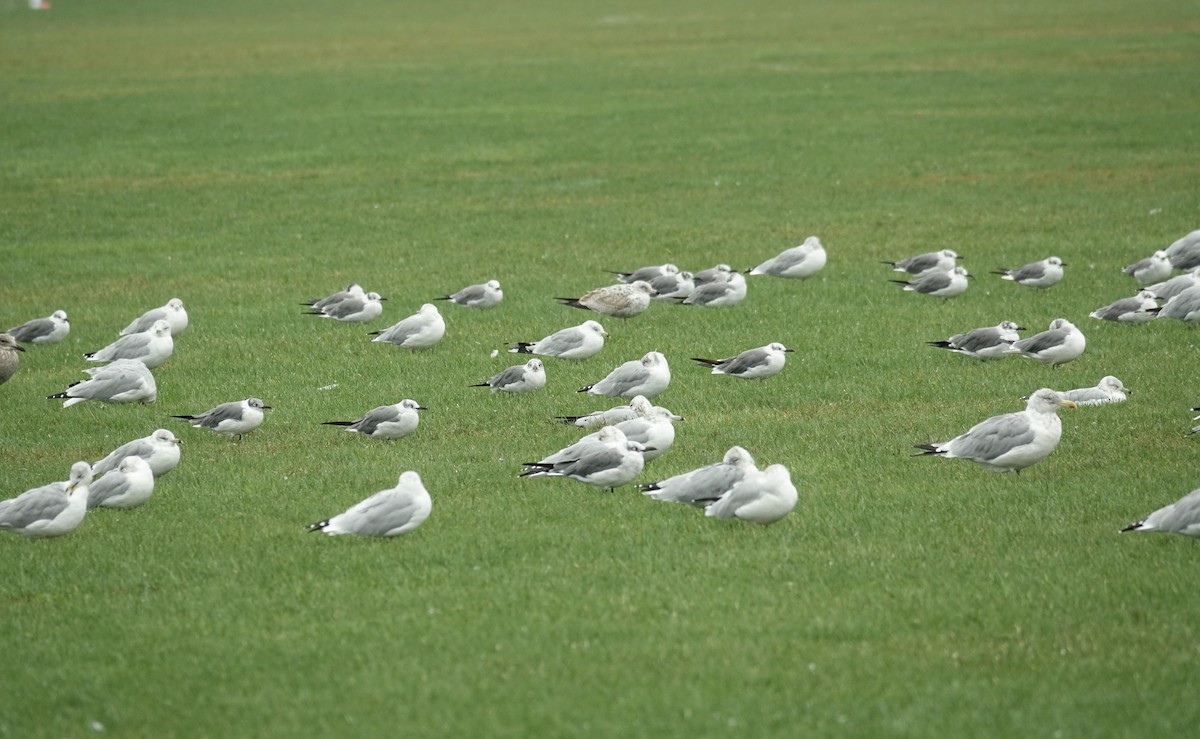 Ring-billed Gull - ML609174474