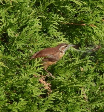 Carolina Wren - ML609174550