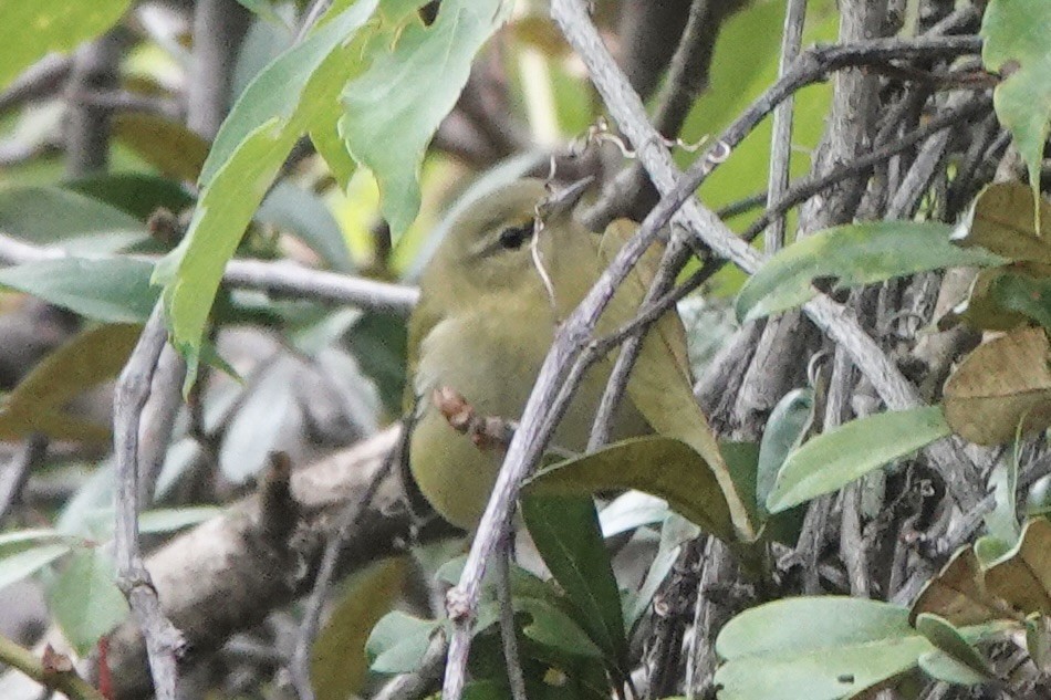 Tennessee Warbler - ML609174574