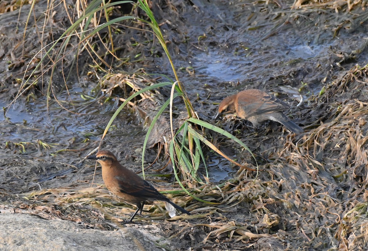 Rusty Blackbird - ML609174743