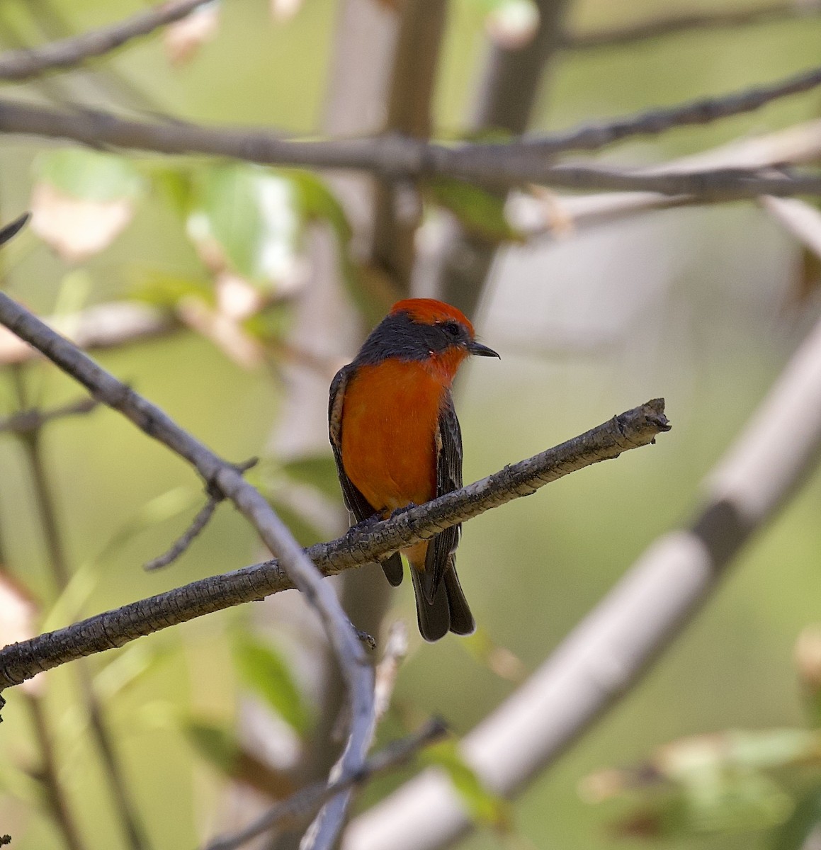 Vermilion Flycatcher - Alison Hiers