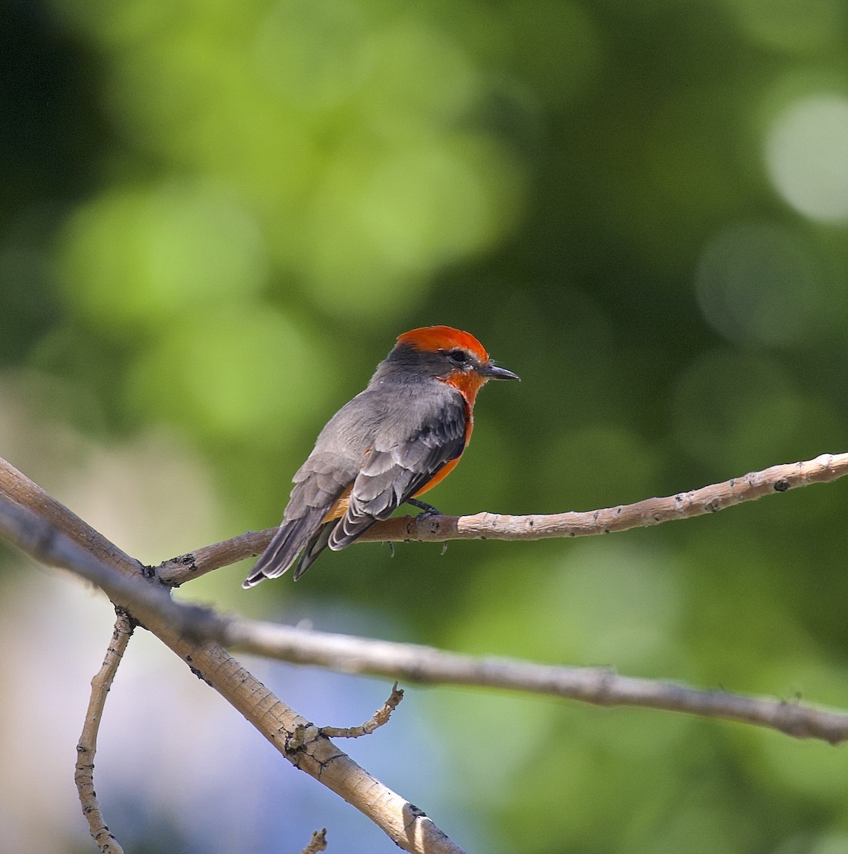 Vermilion Flycatcher - Alison Hiers