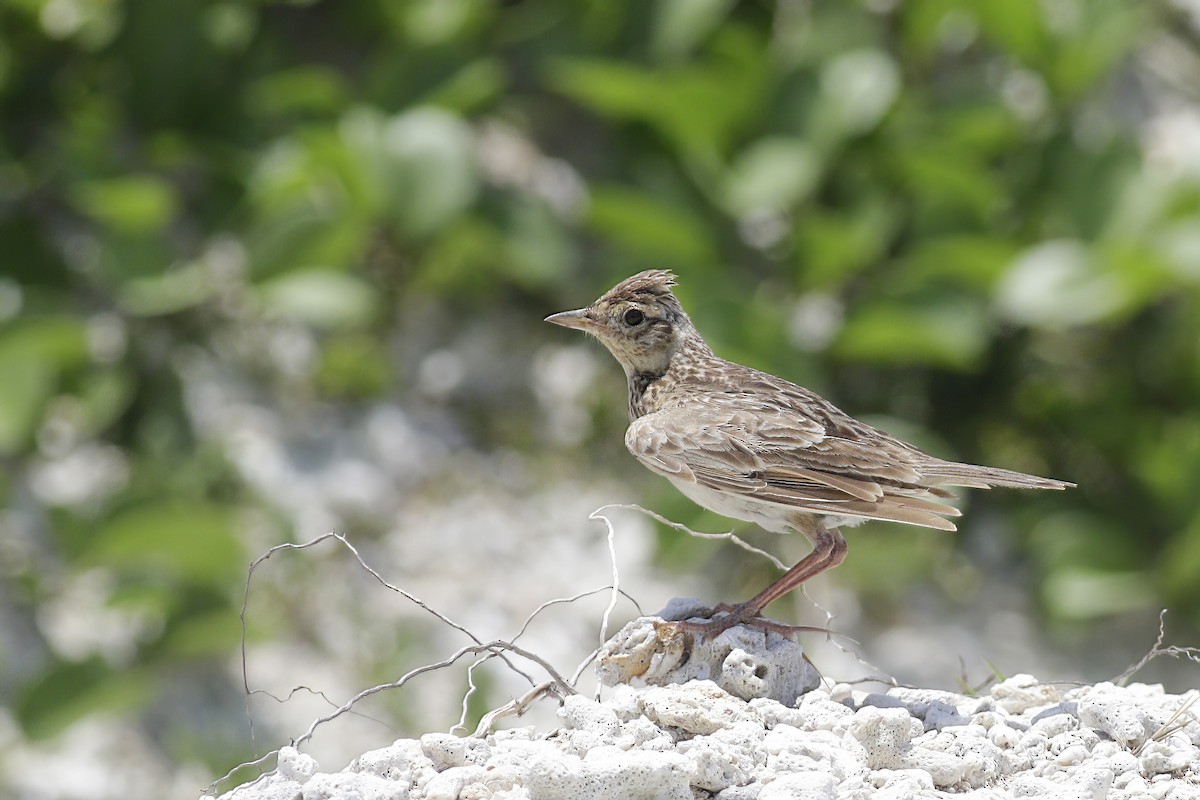 Oriental Skylark - ML609174992