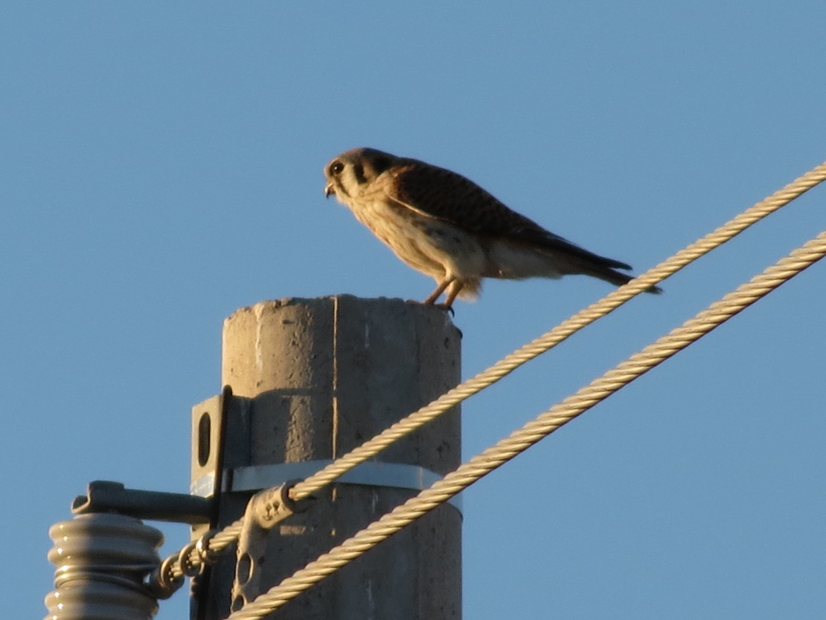 American Kestrel - Diana Figueroa Egurrola